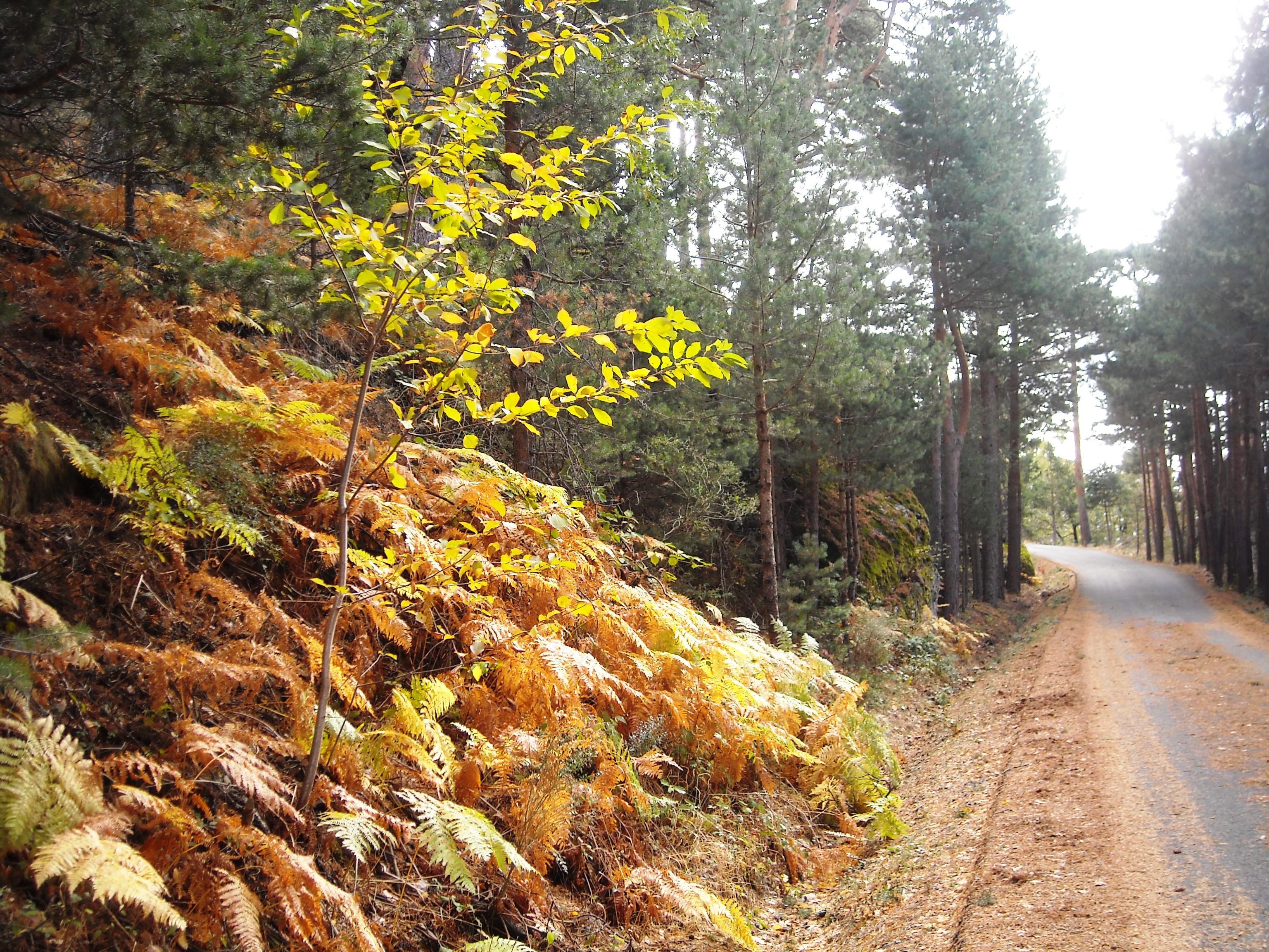 Ruta por los Pinares de Valsain