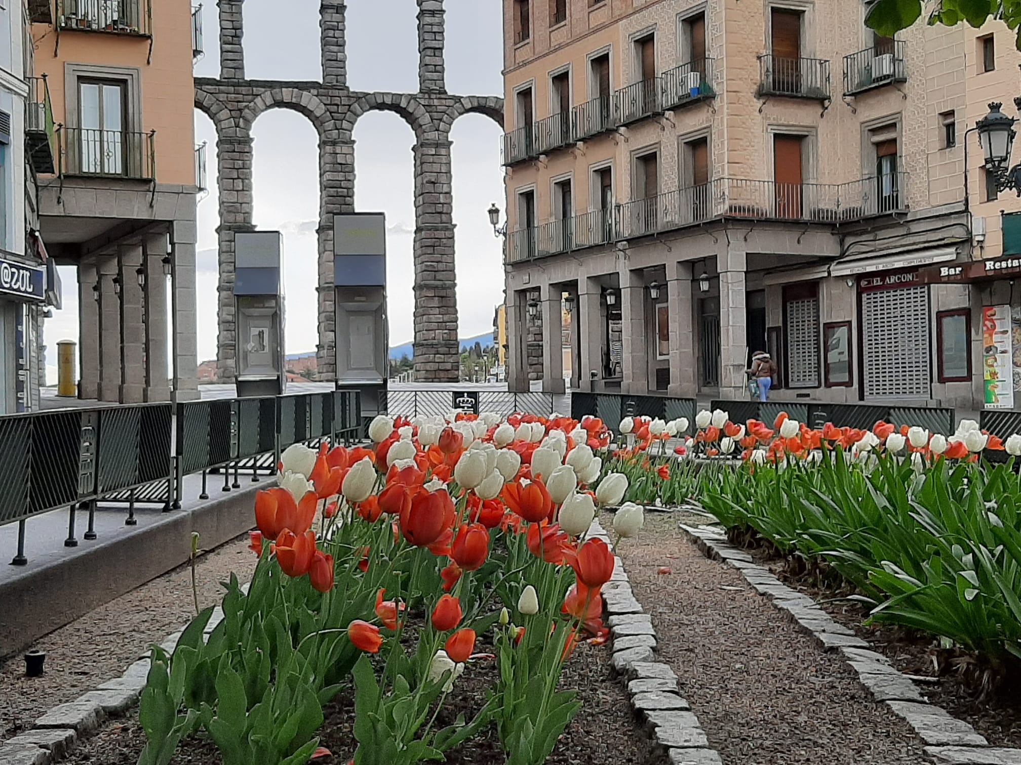 2020-04-17 Tulipanes jardines ornamentales