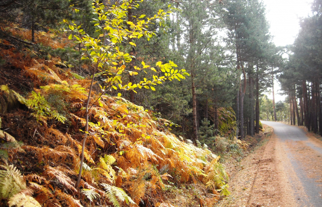 Ruta por los Pinares de Valsain