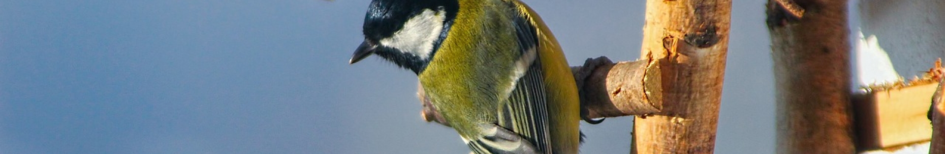 Carbonero común