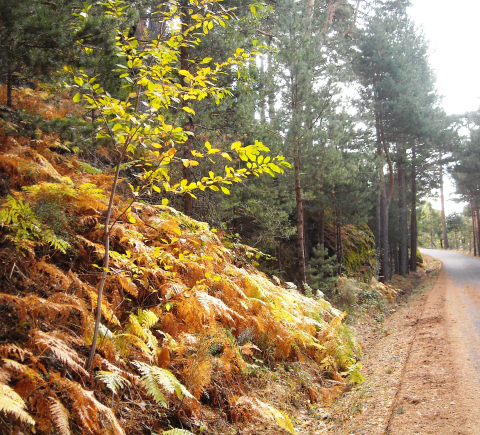 Ruta por los Pinares de Valsain