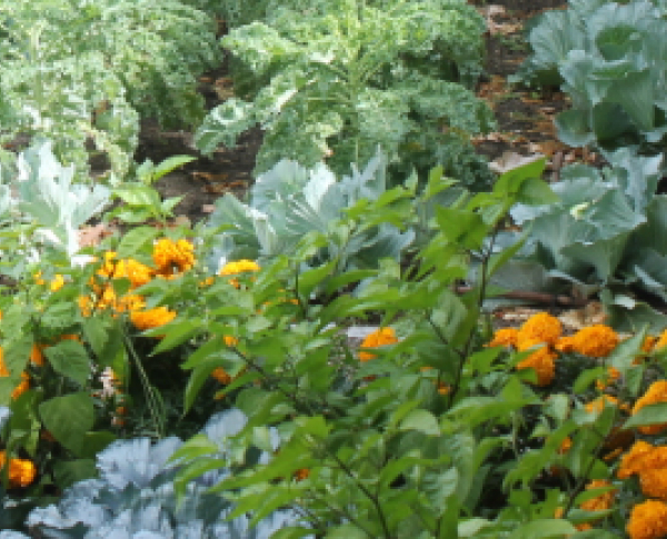Jardín botánico