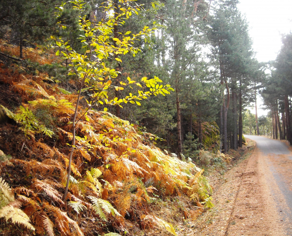 Ruta por los Pinares de Valsain