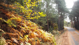 Ruta por los Pinares de Valsain