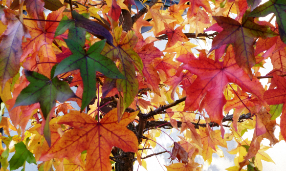 Otoño de sensaciones
